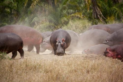 Факты о бегемотах. Интересные факты о гиппопотаме: вещи, которые вы не знали о бегемоте 06 Факты о бегемотах. Интересные факты о гиппопотаме: вещи, которые вы не знали о бегемоте 06