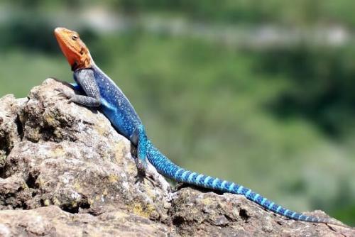 Интересные факты о чешуйчатых. Представляем интересные факты о ящерицах