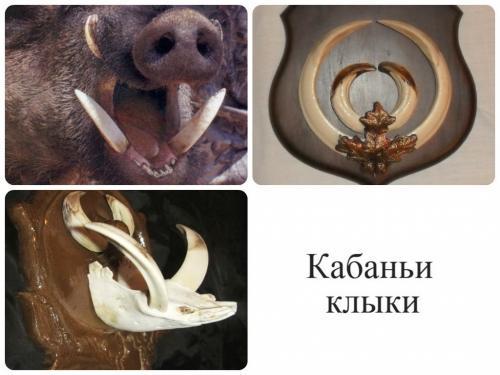 Кабан интересные факты. Интересное о кабанах 29