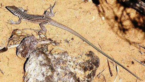 Интересные факты о чешуйчатых. Представляем интересные факты о ящерицах