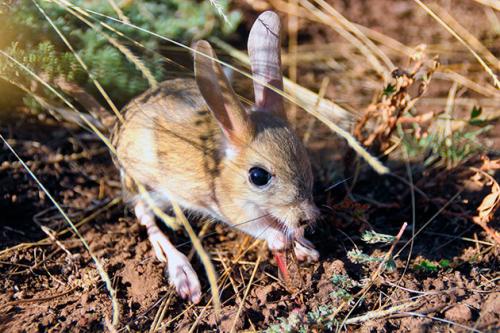 Тушканчики размножение. Образ жизни и поведение