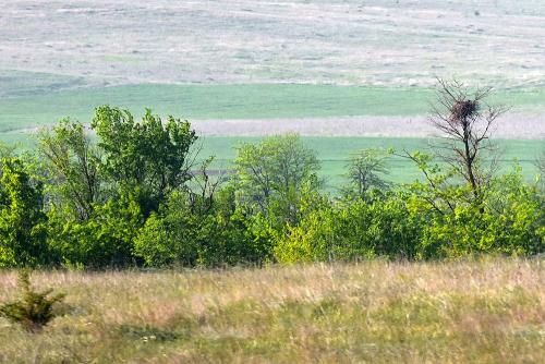 Крымский орел. Гнездо Крымского Императорского орла. 2019 г.