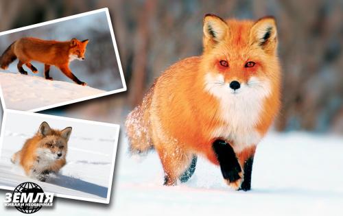 Может ли степной орел съесть лису. После удачной охоты под снегом на лису напал орёл