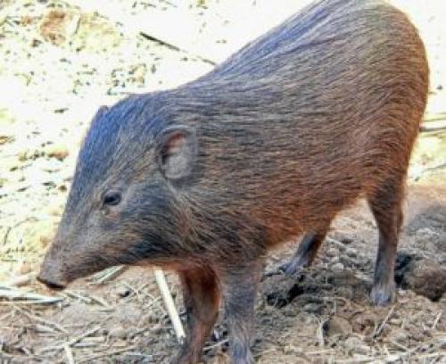Самка кабана. Вес кабана