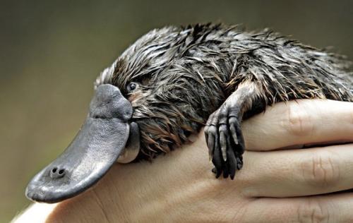 Животное утконос интересные факты. Описание и особенности