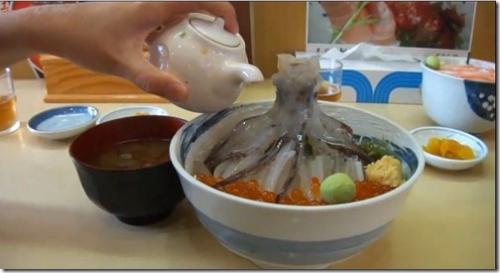 Голожаберные моллюски интересные факты. Интересные факты о моллюсках