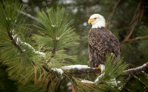 Орел информация. Описание