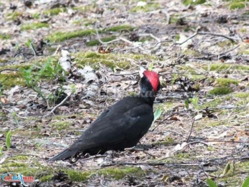 Интересные факты о дятле. Интересные факты о дятлах 03 Интересные факты о дятле. Интересные факты о дятлах 03