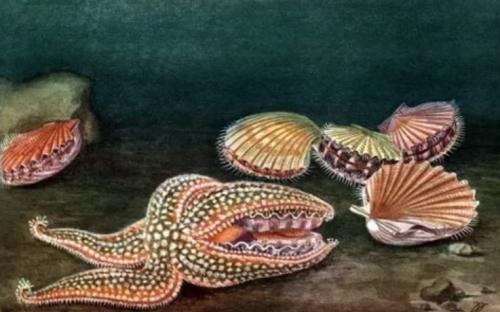 Интересные биологические факты о моллюсках. Двустворчатые