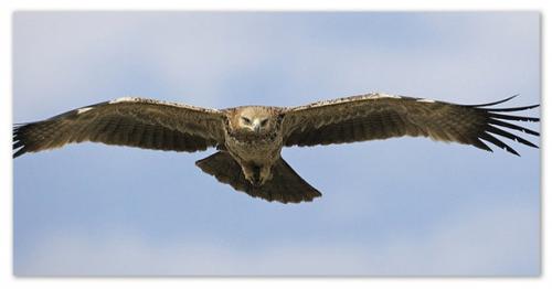 План сообщения о степном орле. Степной орёл — хищный и верный