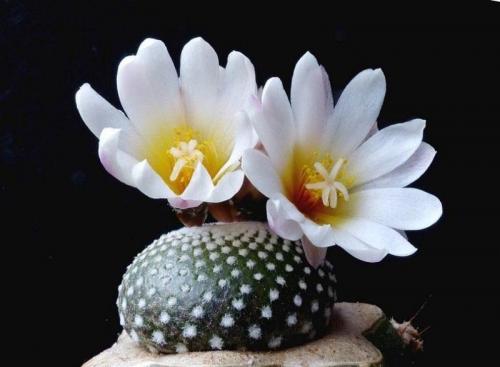 Интересные, кактусы. Какой, кактус выбрать?