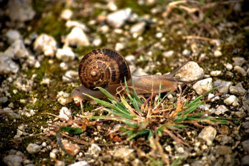 Детям о моллюсках. Кто такие моллюски?