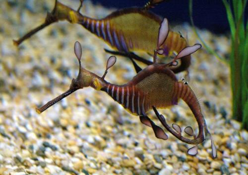 Морской конек анатомия. Морской конек: Беременные отцы, шахматы и феминизм