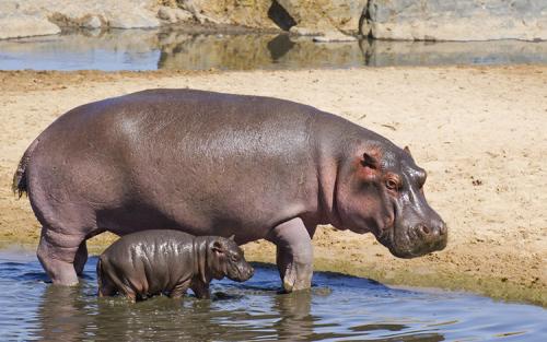 Факты о бегемотах. Интересные факты о гиппопотаме: вещи, которые вы не знали о бегемоте 10 Факты о бегемотах. Интересные факты о гиппопотаме: вещи, которые вы не знали о бегемоте 10