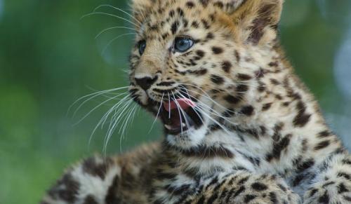 Евразия интересные факты. 6 самых интересных фактов о Евразии 13