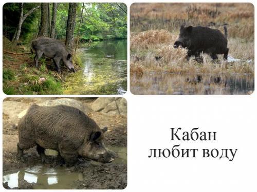 Кабан интересные факты. Интересное о кабанах 33