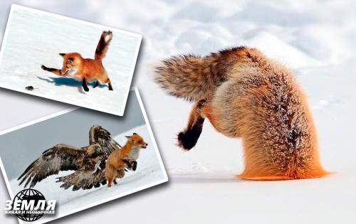 Может ли степной орел съесть лису. После удачной охоты под снегом на лису напал орёл