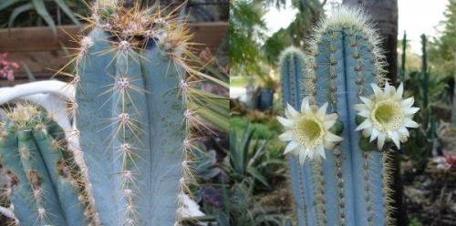 Факты интересные, кактусы. Интересные факты о, кактусах (2 фото) 03