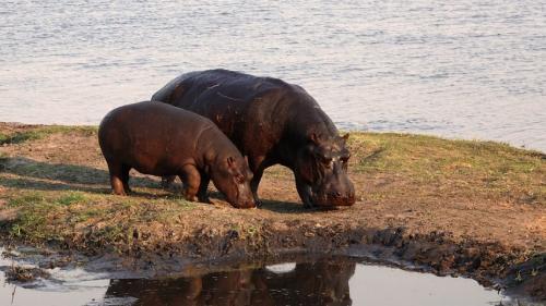 Рассказ о бегемоте. Бегемоты — интересные факты