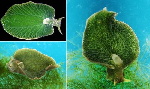 7 интересных фактов о моллюсках. Интересные факты о моллюсках + Видео