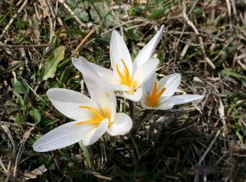 Растения Красной книги. Редкие растения Красной книги Казахстана