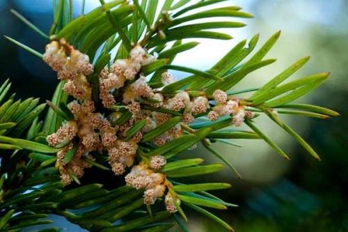 Необычные голосеменные растения. Голосеменные растения общая характеристика и примеры