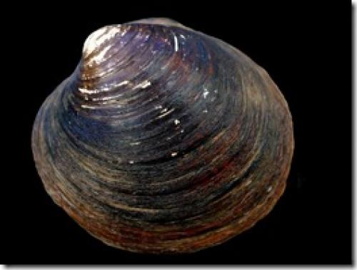 Голожаберные моллюски интересные факты. Интересные факты о моллюсках