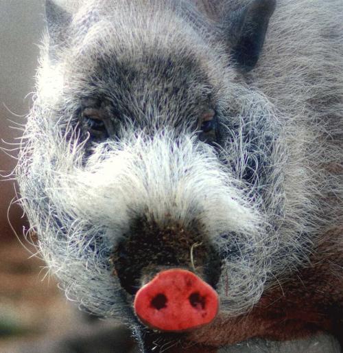 Интересные факты о кабанах для детей. Интересное о кабанах