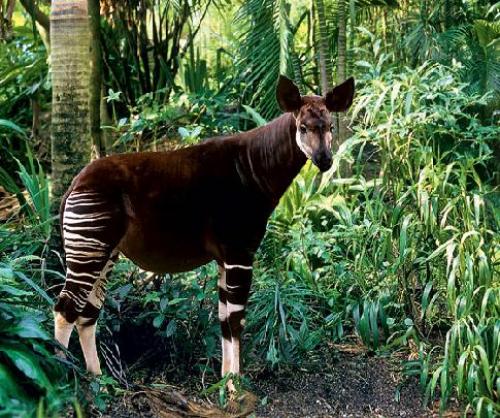 Окапи краткое описание. Окапи животное (лат. Okapia johnstoni)