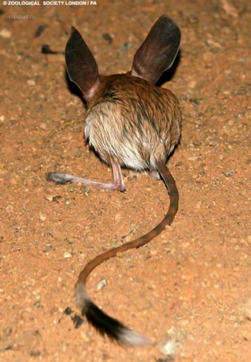 Сообщение о тушканчике. Тушканчик – животное пустыни и степи: описание с фото, картинками и видео, чем питается в пустыне. Виды: большой, длинноухий, пустынный тушканчики.