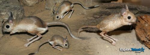 Сообщение о тушканчике. Тушканчик – животное пустыни и степи: описание с фото, картинками и видео, чем питается в пустыне. Виды: большой, длинноухий, пустынный тушканчики.