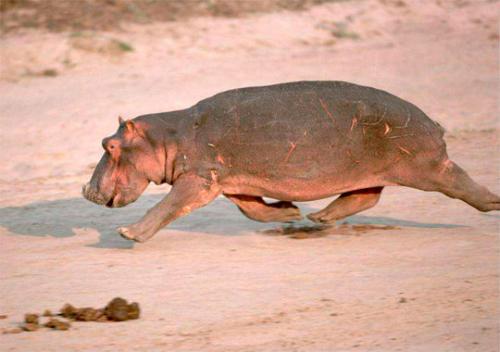 Бегемот разбрасывает хвостом. Особенности