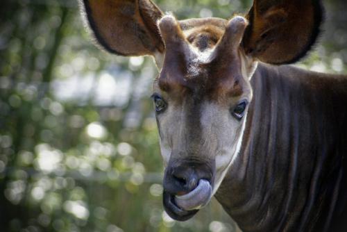 Окапи доклад. Окапи