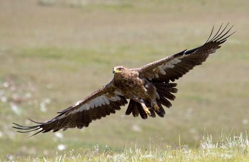 Интересные факты о степном орле. Степной орел – интересные факты 03