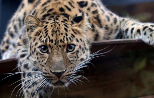 Факты о Красной книге. Интересные факты о Красной книге 03