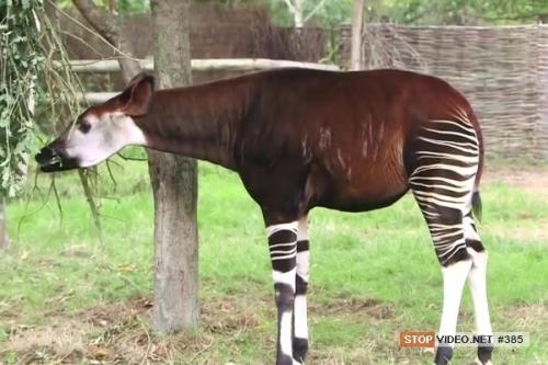 Окапи животное интересные факты. Внешний вид и особенности 01