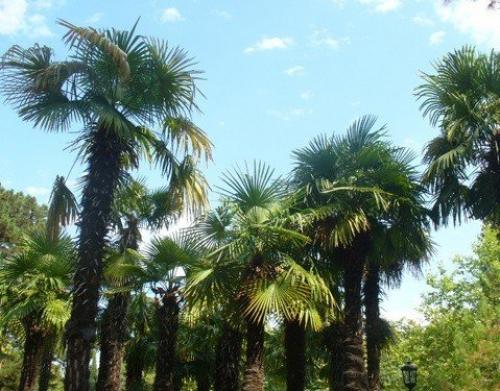 Животные субтропиков Краснодарского края. Где находятся российские субтропики