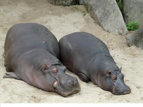 Факты о бегемотах. Интересные факты о гиппопотаме: вещи, которые вы не знали о бегемоте 12 Факты о бегемотах. Интересные факты о гиппопотаме: вещи, которые вы не знали о бегемоте 12