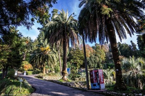 Черного моря растения и животные. Растения и животные побережья Черного моря: описание обитателей суши и фото природы черноморского побережья.