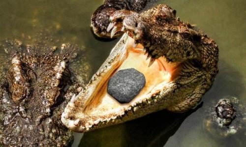 Интересные факты о крокодилах