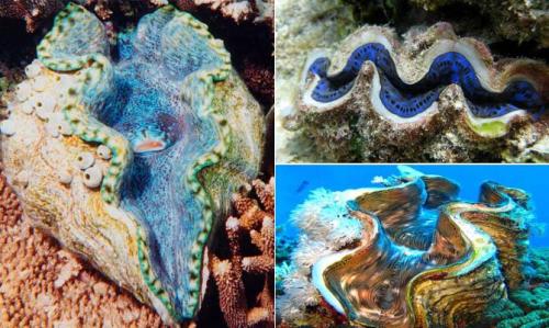 7 интересных фактов о моллюсках. Интересные факты о моллюсках + Видео