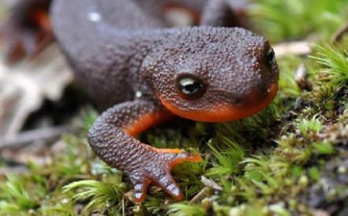 Сообщение о земноводных. Земноводные животные (лат. Amphibia)