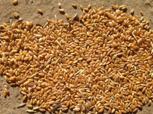 Витамин В6 интересные факты. Какими полезным свойствами обладает витамин В6