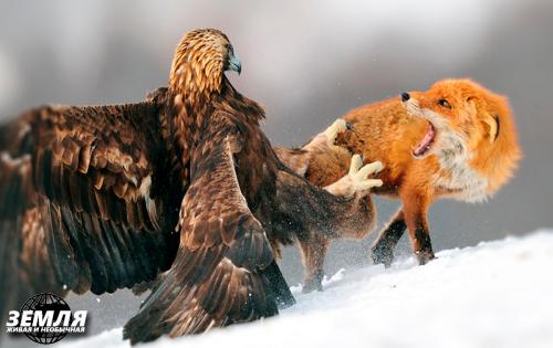 Может ли степной орел съесть лису. После удачной охоты под снегом на лису напал орёл