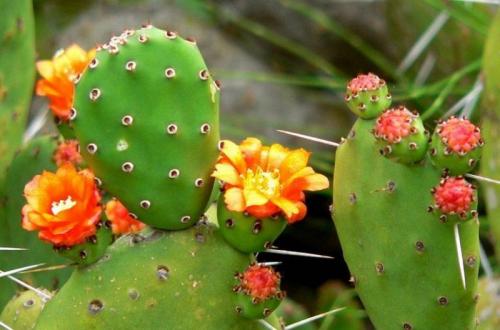 Интересные, кактусы. Какой, кактус выбрать?