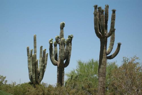 Кактусы интересные факты. 10 удивительных фактов о самом большом, кактусе в мире