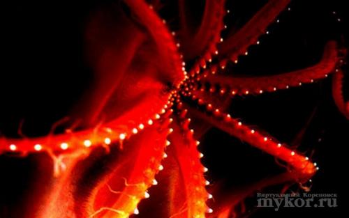 Необычные брюхоногие Моллюски. В мире животных.Необычные, но прекрасные Моллюски