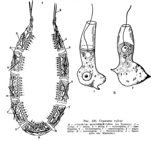 Интересные факты о губках. 13 интересных фактов о морских губках 01