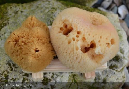 Интересные факты о морских губках. Морские губки 02