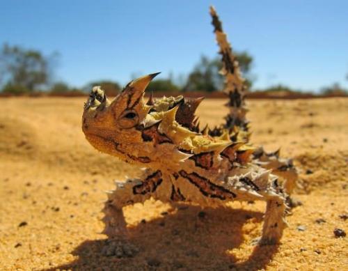 Интересные факты о чешуйчатых. Представляем интересные факты о ящерицах